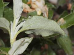 leaf, underside